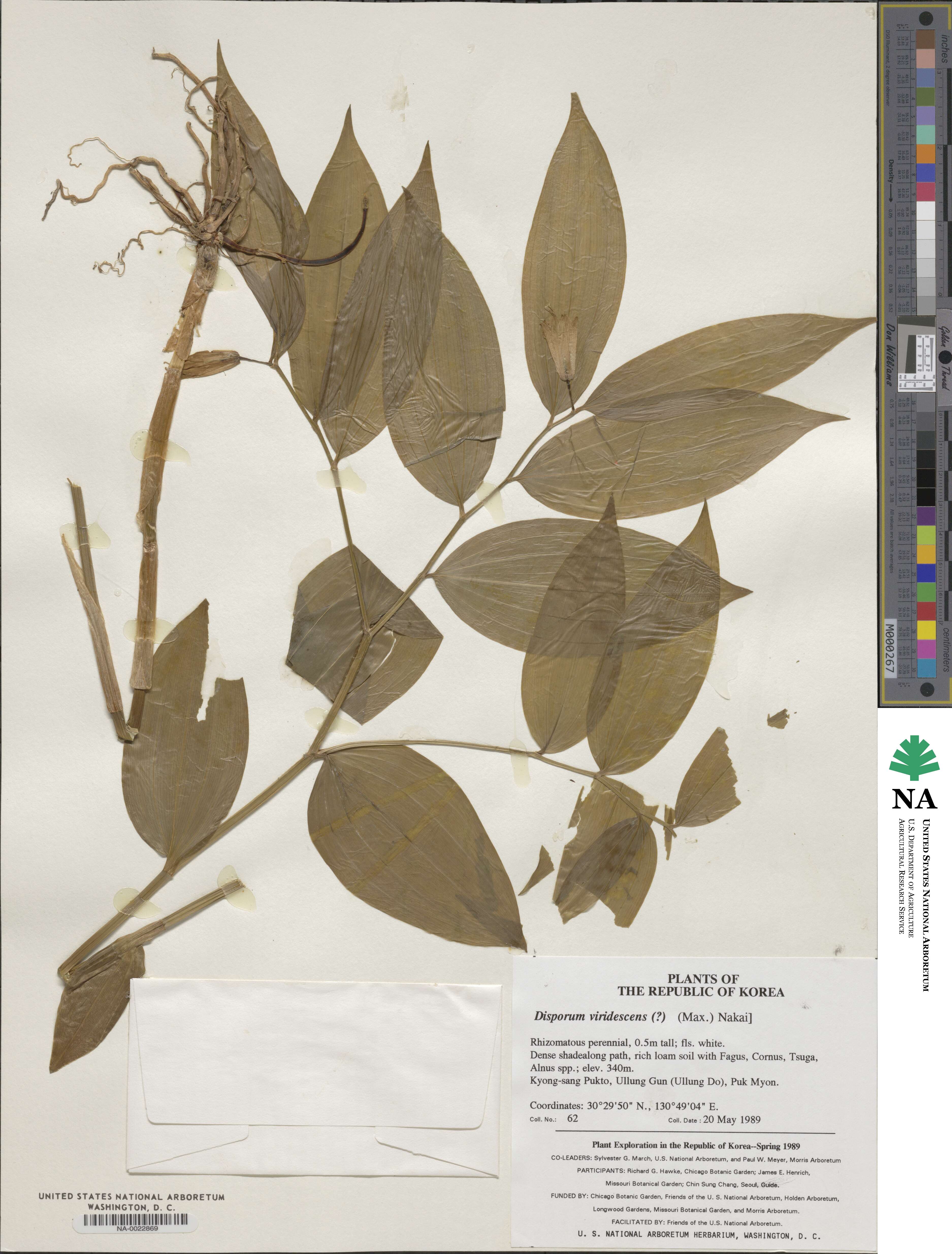 Disporum viridescens image