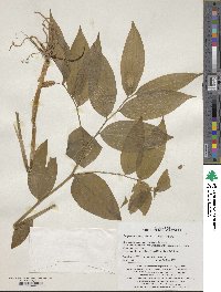 Disporum viridescens image