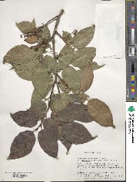 Lyonia ovalifolia image