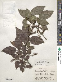 Lyonia ovalifolia var. elliptica image