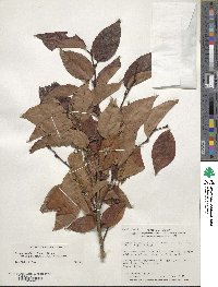 Lyonia ovalifolia image