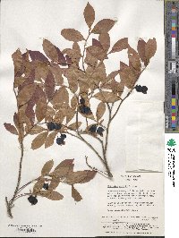 Vaccinium smallii image