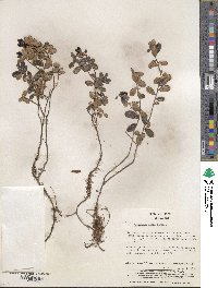 Vaccinium vitis-idaea image