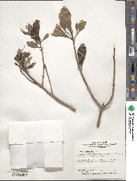 Ardisia sieboldii image