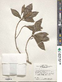 Ardisia sieboldii image