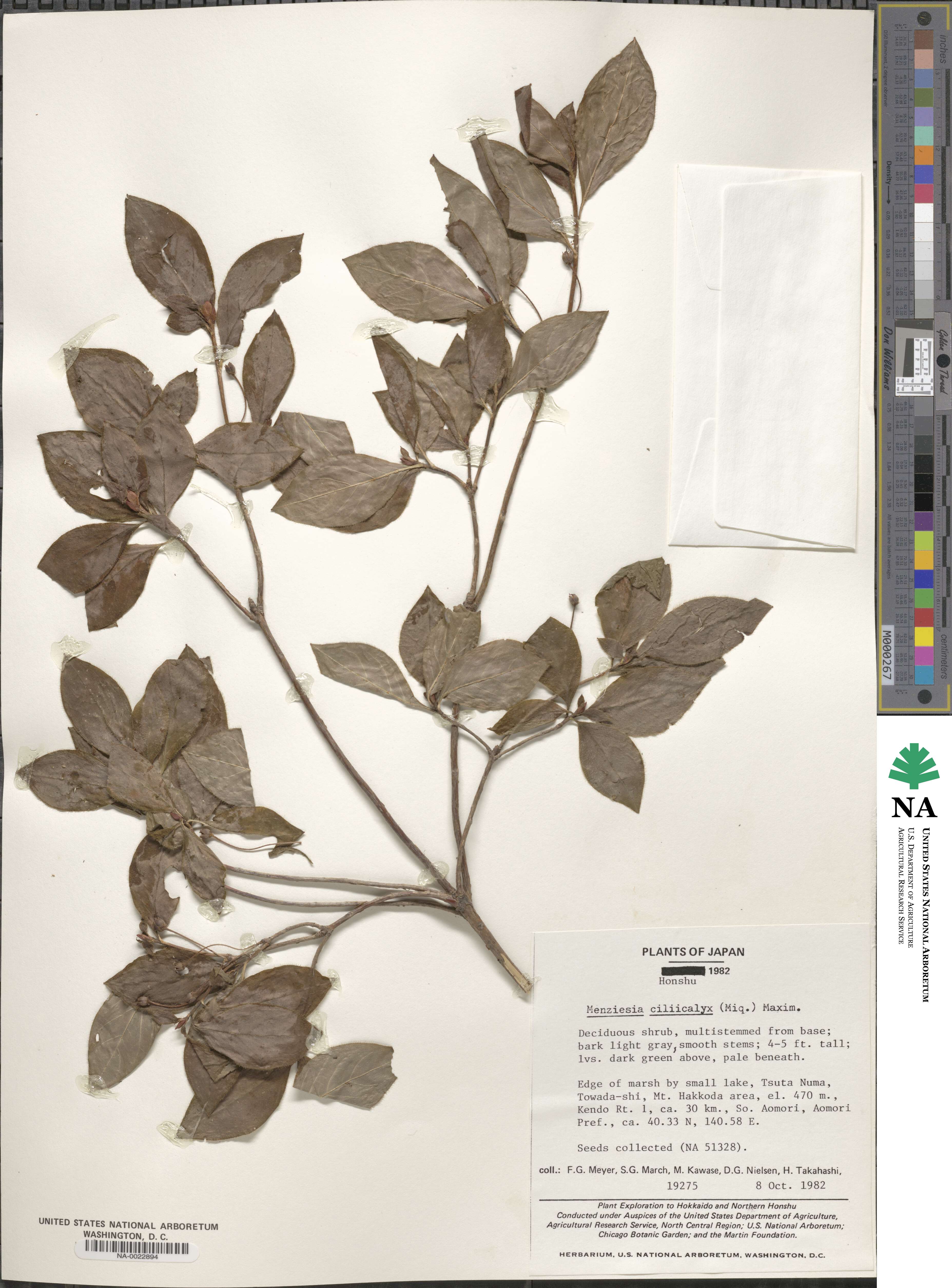Rhododendron benhallii image