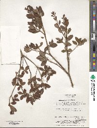 Rhododendron pentandrum image