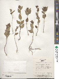 Clinopodium chinense image