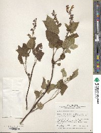 Salvia glabrescens image