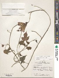 Ipomoea indica image