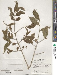 Callicarpa mollis image