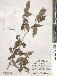 Callicarpa mollis image