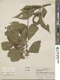 Callicarpa tosaensis image