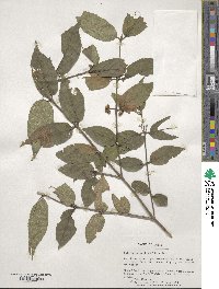 Callicarpa mollis image