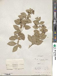 Duranta erecta image