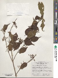 Callicarpa dichotoma image