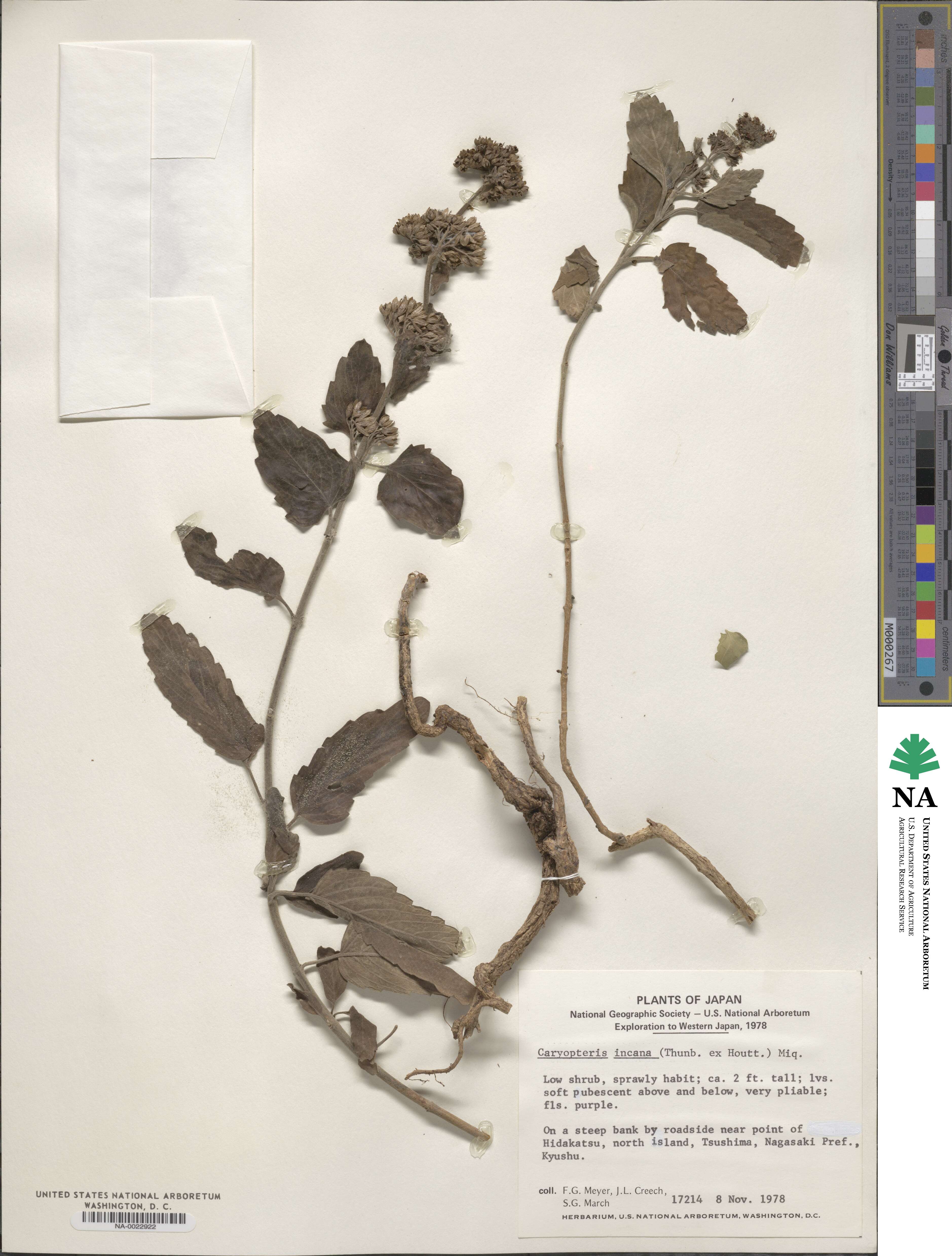 Caryopteris incana image