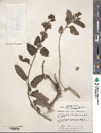 Caryopteris incana image