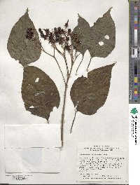 Clerodendrum trichotomum image