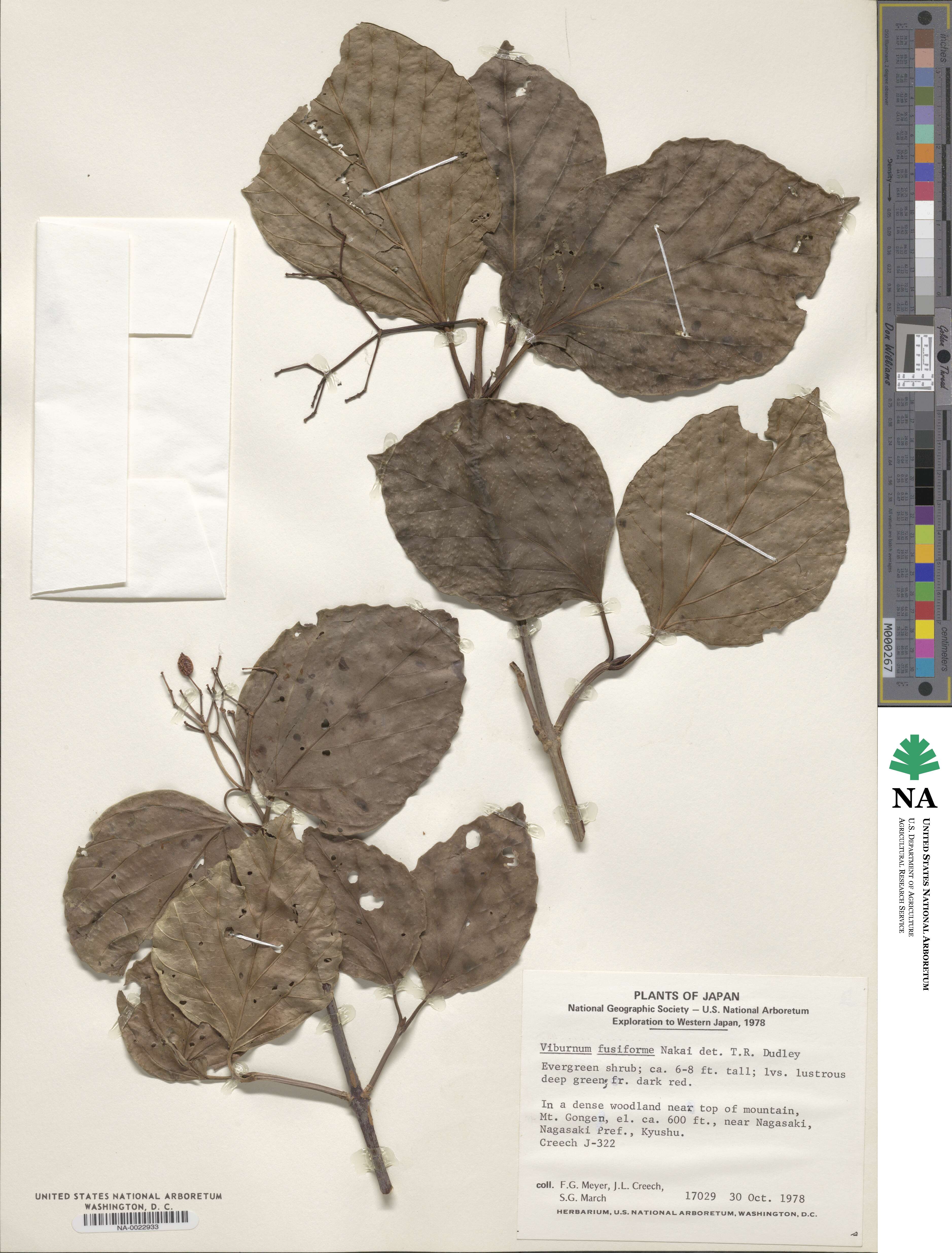 Viburnum japonicum image