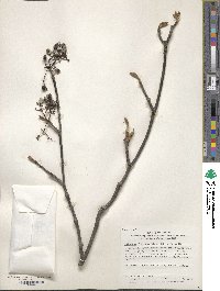 Viburnum furcatum image