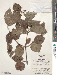 Viburnum erosum image