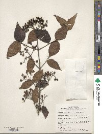 Viburnum erosum image