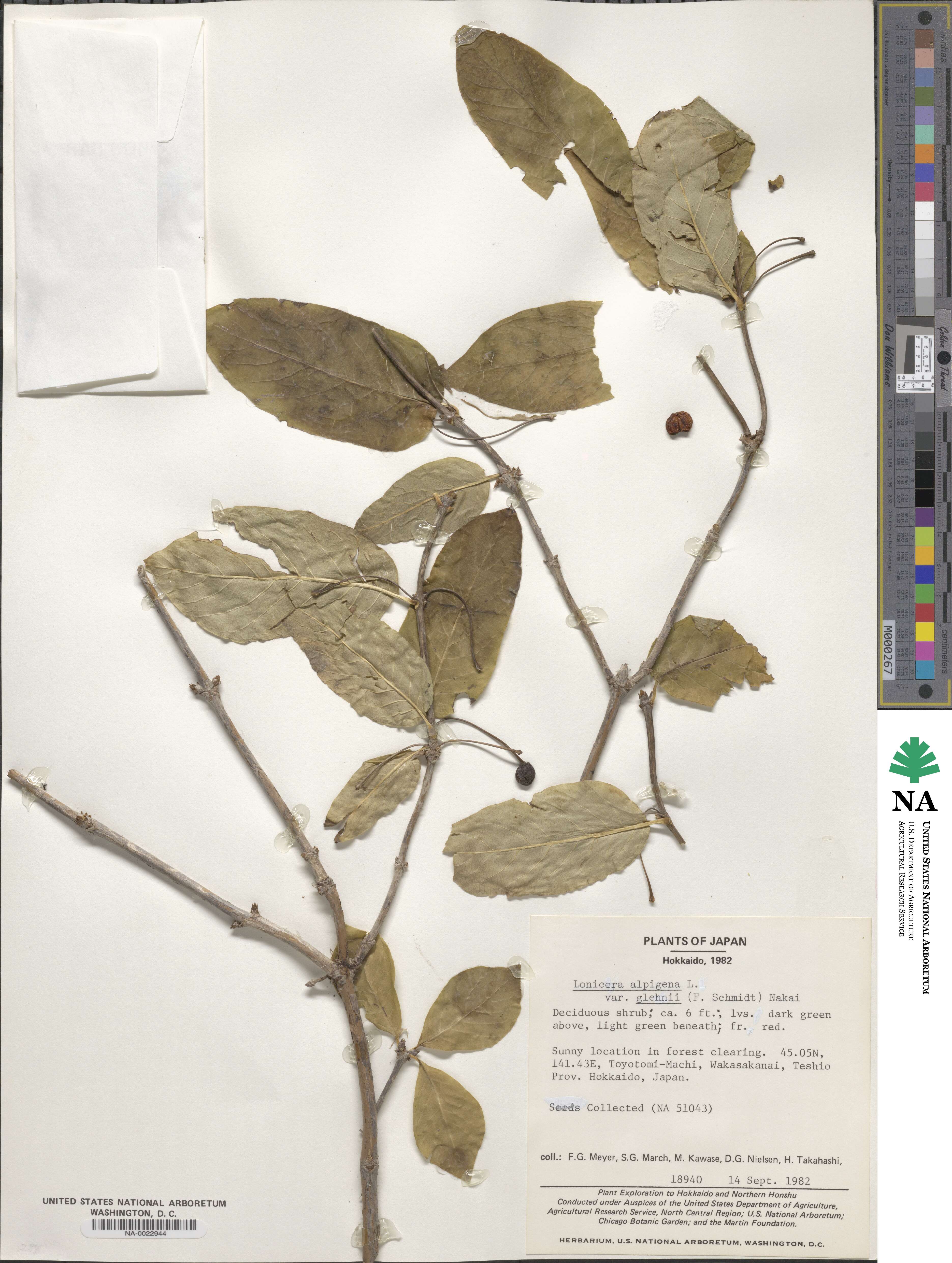 Lonicera alpigena var. glehnii image