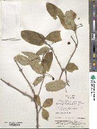 Lonicera alpigena image