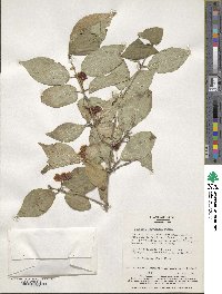 Lonicera chrysantha image