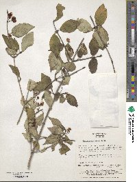 Lonicera chrysantha image