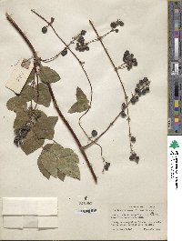 Lonicera affinis image