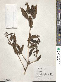 Lonicera acuminata image