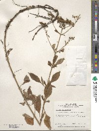 Patrinia scabiosifolia image