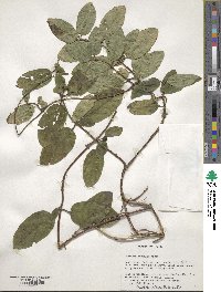 Lonicera japonica image