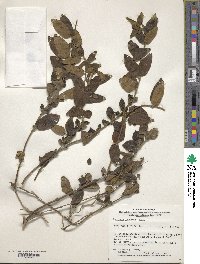 Lonicera japonica image