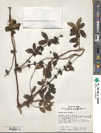 Lonicera japonica image