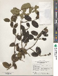 Lonicera japonica image