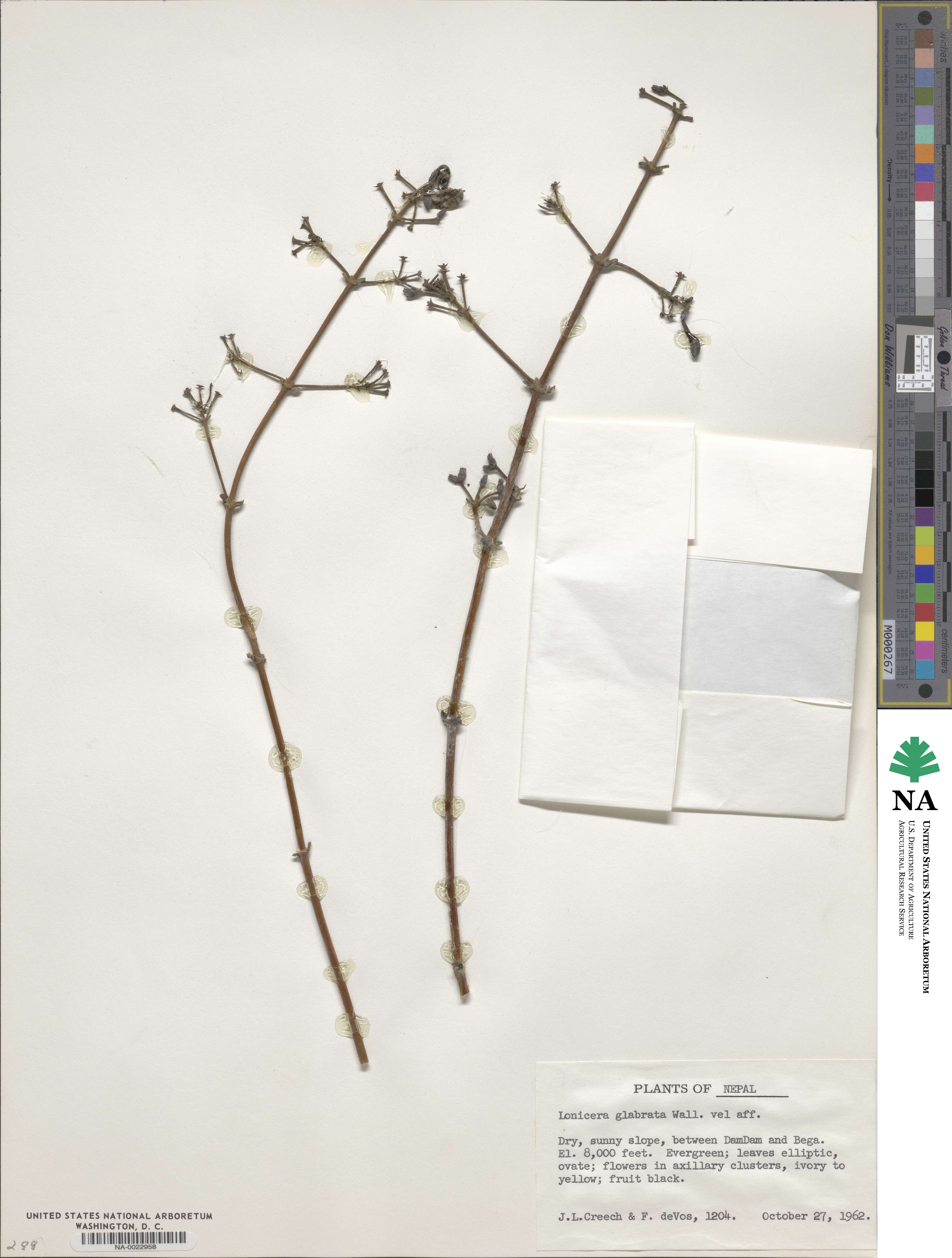 Lonicera glabrata image