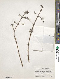 Image of Lonicera glabrata