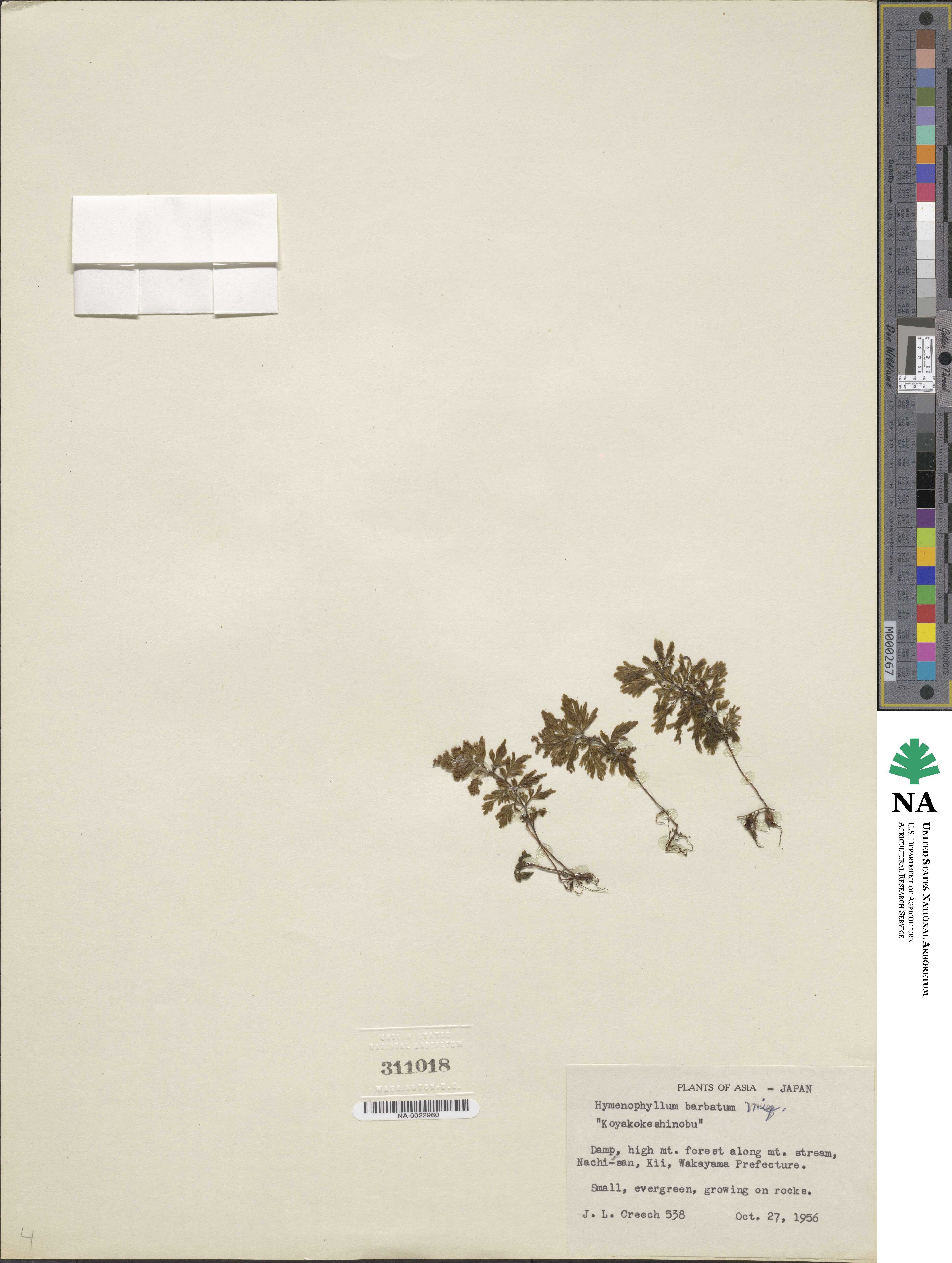 Hymenophyllum barbatum image