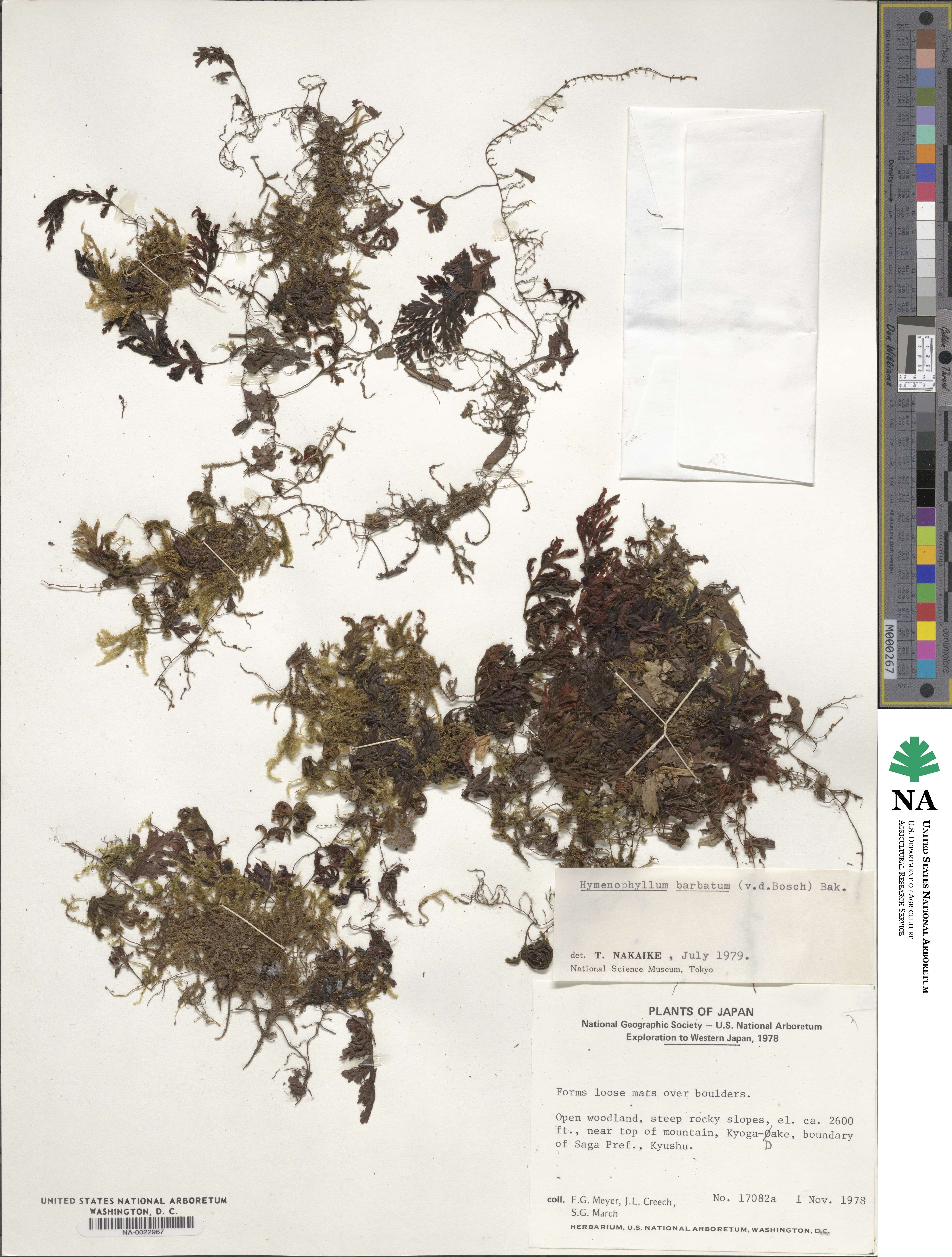 Hymenophyllum barbatum image