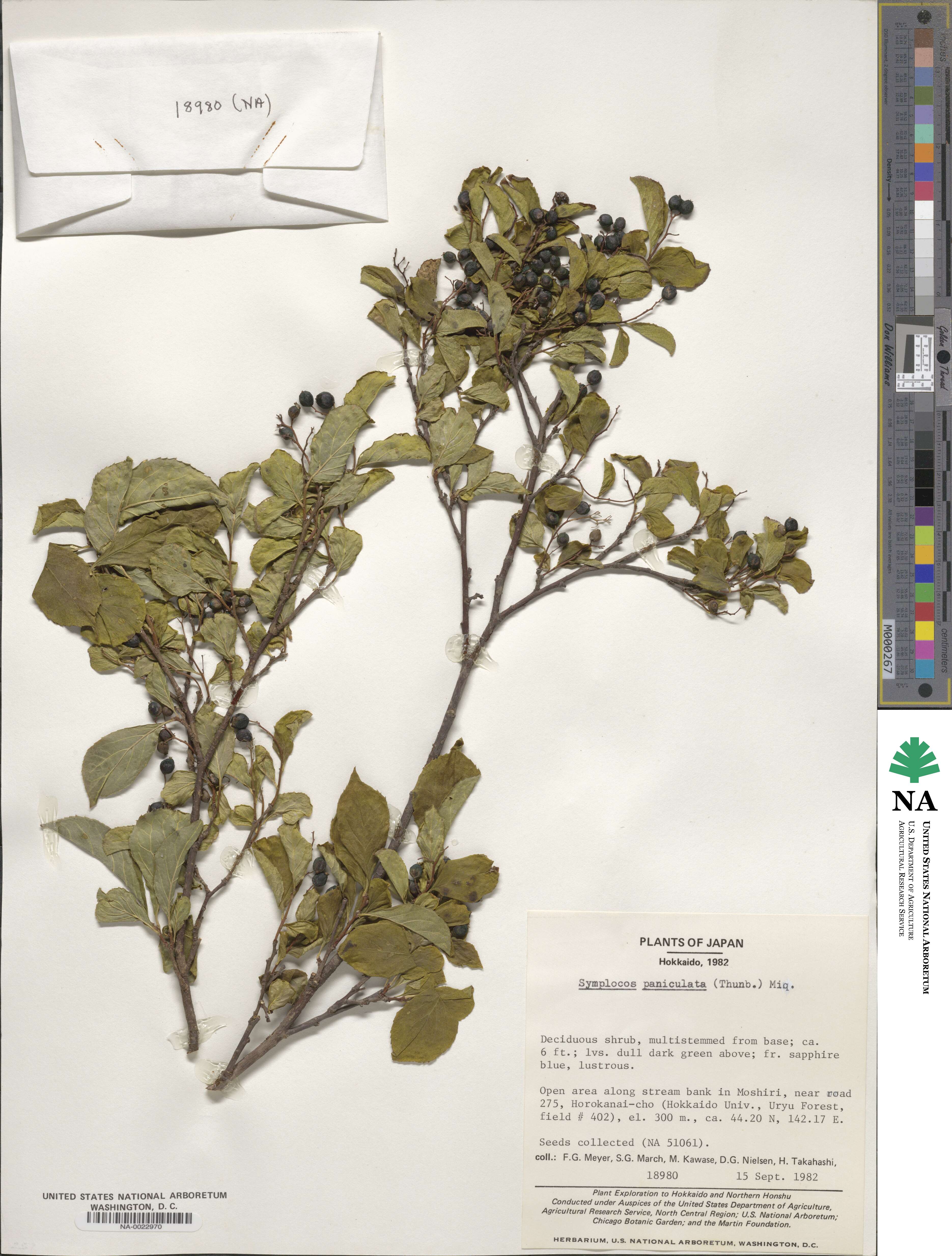 Symplocos paniculata image