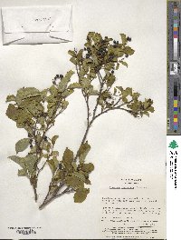 Symplocos paniculata image