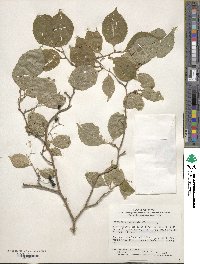 Symplocos paniculata image