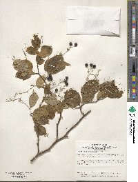 Symplocos paniculata image