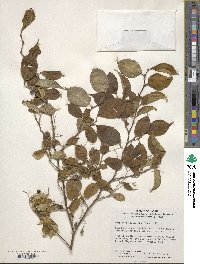 Symplocos paniculata image