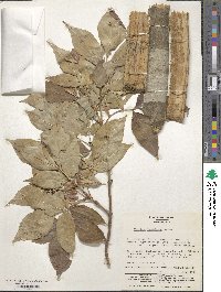 Image of Fraxinus lanuginosa