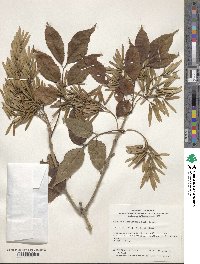 Fraxinus longicuspis image