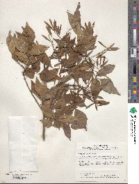 Fraxinus sieboldiana image